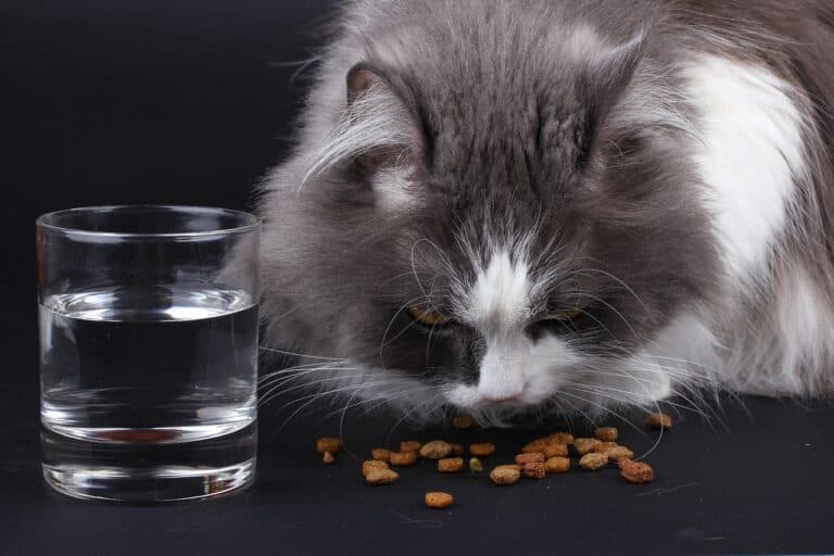 Understanding Cat Nutrition: What Every Owner Should Know