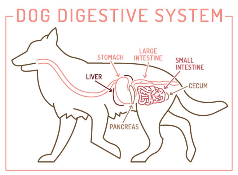 Understanding Your Pet’s Digestive Health – A Guide to a Healthy Digestive System