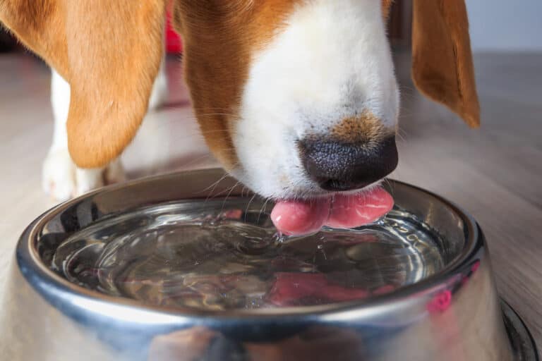 The Importance of Hydration in Pets – Ensuring Pets Stay Hydrated
