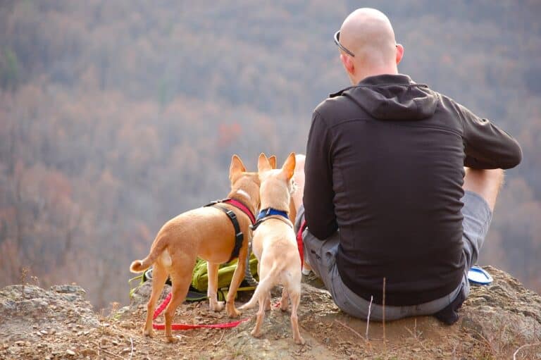 Traveling with Pets: Tips for a Healthy Journey – Nutrition and Care on the Go