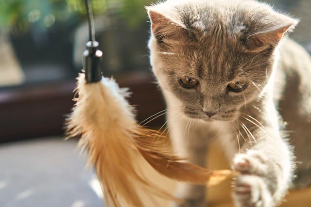 Indoor Games for Cats: Keeping Your Feline Friend Active At Home