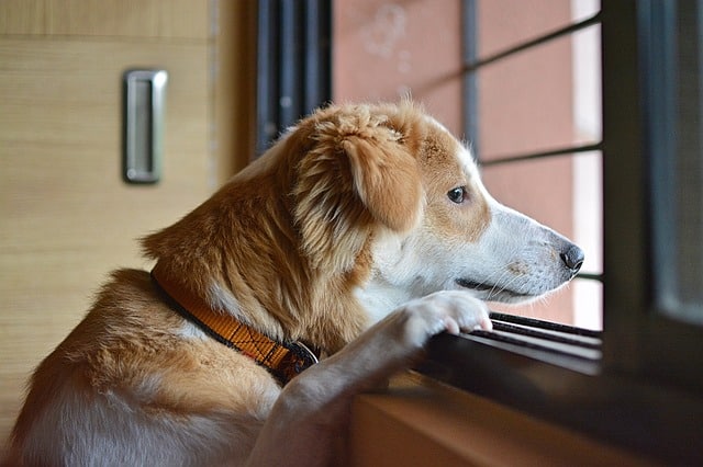 Combating Pet Loneliness: Tips for Busy Pet Owners